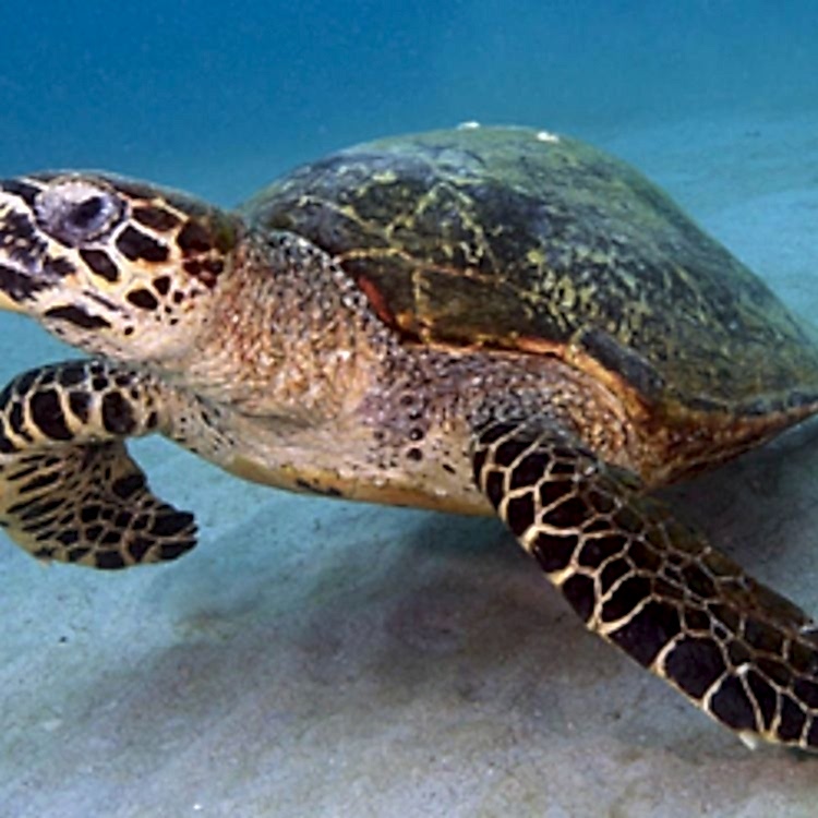 Kaplumbağa Deyip Geçmeyin